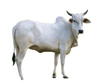 features-cow-icon
